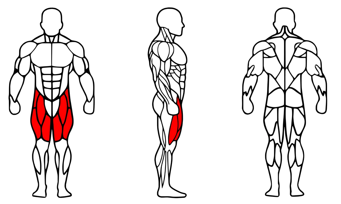 Músculos trabalhados na função Extensora — Cadeira Extensora / Flexora